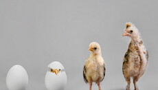 Ученые обнаружили связь между постом, монахами-бенедиктинцами и курами