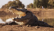 В Зимбабве крокодилы съели пастора, который хотел ходить по воде, как Иисус