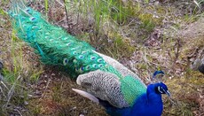 Монах из Македонии разводит на Валааме павлинов