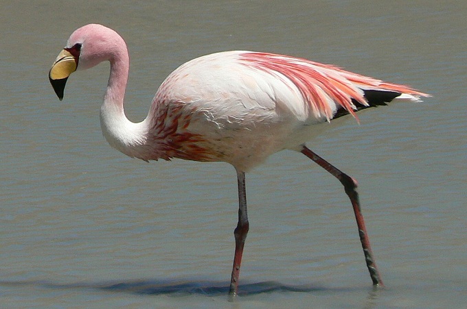 Волгоградські священики врятували фламінго